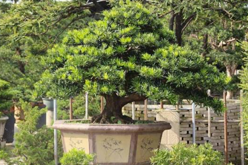 How podocarpus buddhist pine Can Bring a Mature Tree Feel Into Modern Spaces